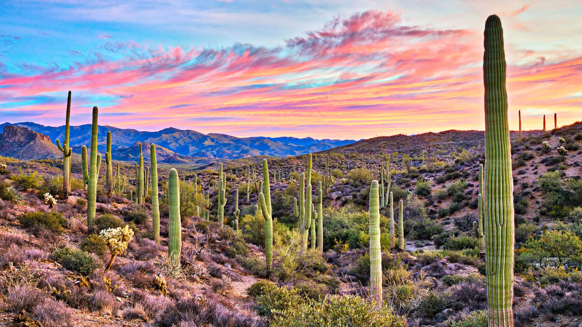 Sunrise in Sonoran Desert near Phoenix, Arizona.