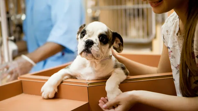 At animal adoption centre cute girl holding a puppy ready to adopt.