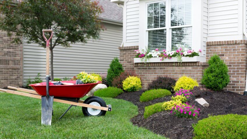 Wheelbarrow standing on a neat manicured green lawn alongside a flowerbed while planting a celosia flower garden around a house with fresh spring plants.
